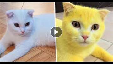 Turned Her Cat Yellow While Trying to Save Her Life!